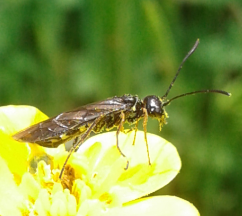 Cephidae: Cephus sp.